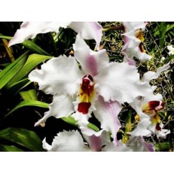 Marcador de Veios SK Orchid- Odontoglossum 7.5cm