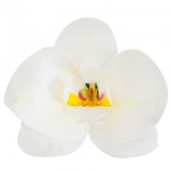 12 Orquídeas em Hóstia Brancas