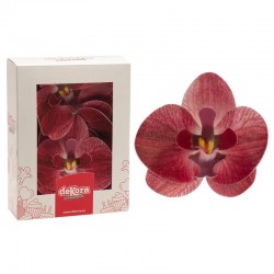 12 Orquídeas Borgonha em...