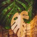 Conj. 2 Folhas Decorativas Monstera Verde +Dourado