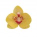 Orquídeas em Hóstia Amarelas
