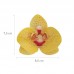 Orquídeas em Hóstia Amarelas