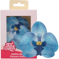 10 Orquídeas Azuis em Hóstia