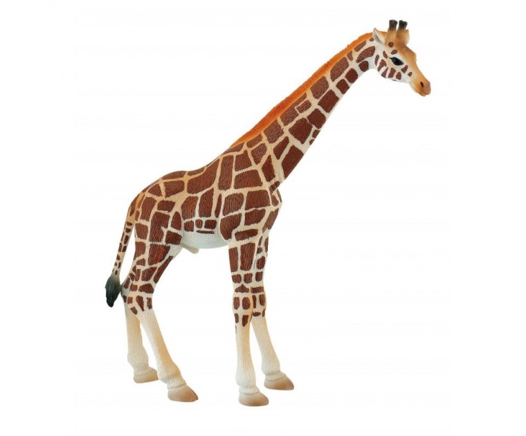 Girafa Touro