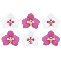 Orquídeas Ornamentais